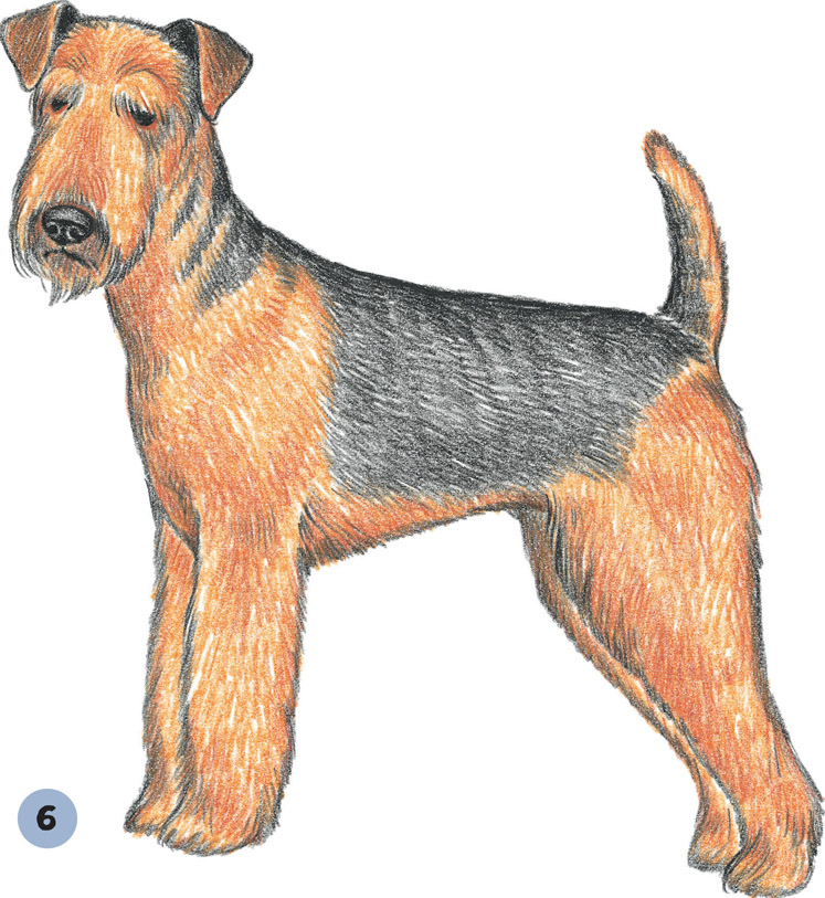 Airedale Terrier Drawing at GetDrawings Free download