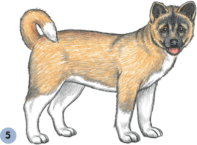 Akita Drawing at GetDrawings | Free download