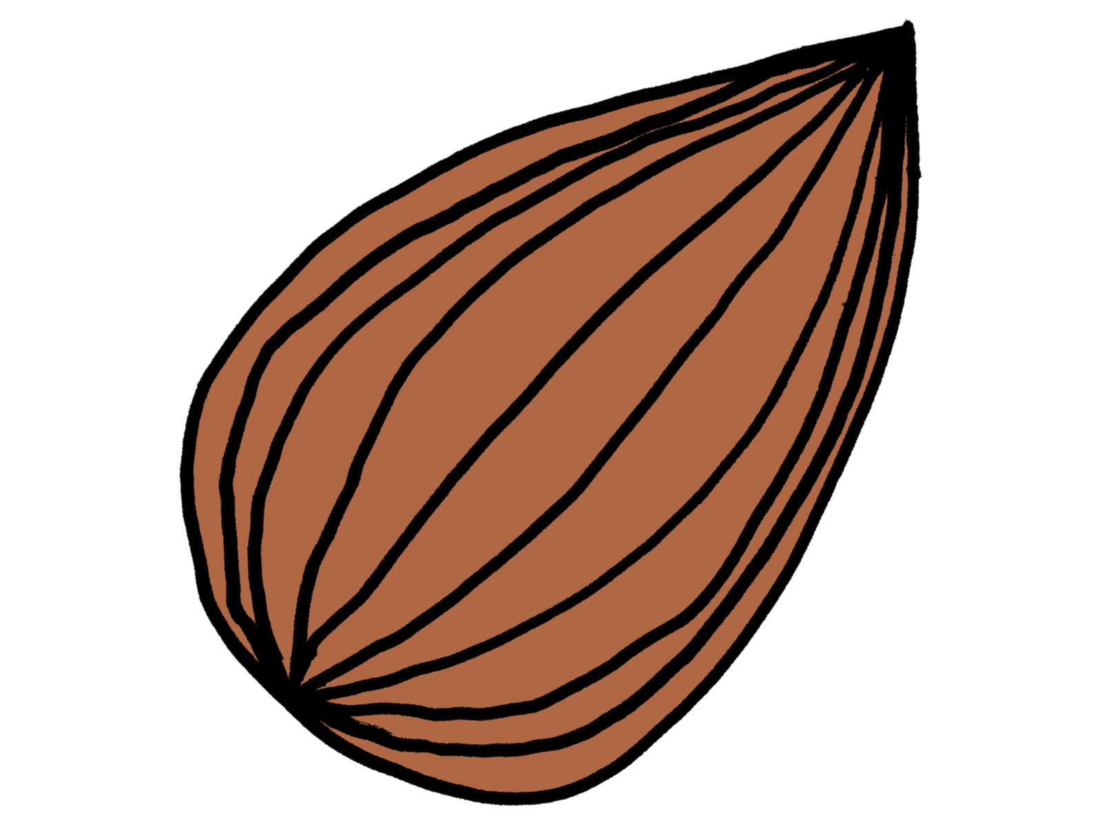 Almond Drawing at GetDrawings Free download