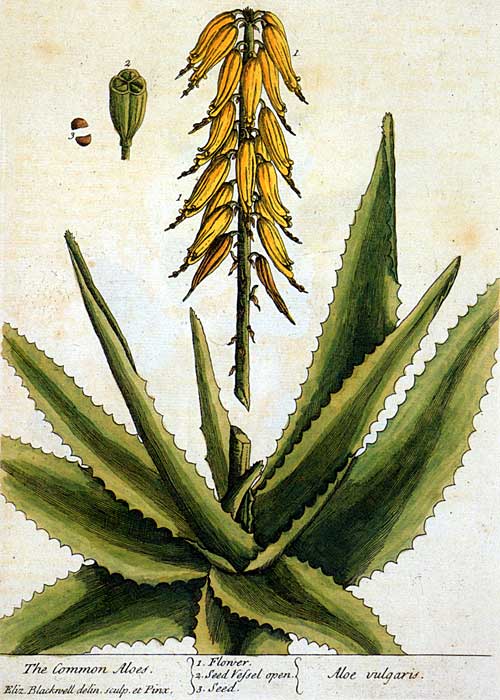 Aloe Vera Drawing at GetDrawings | Free download