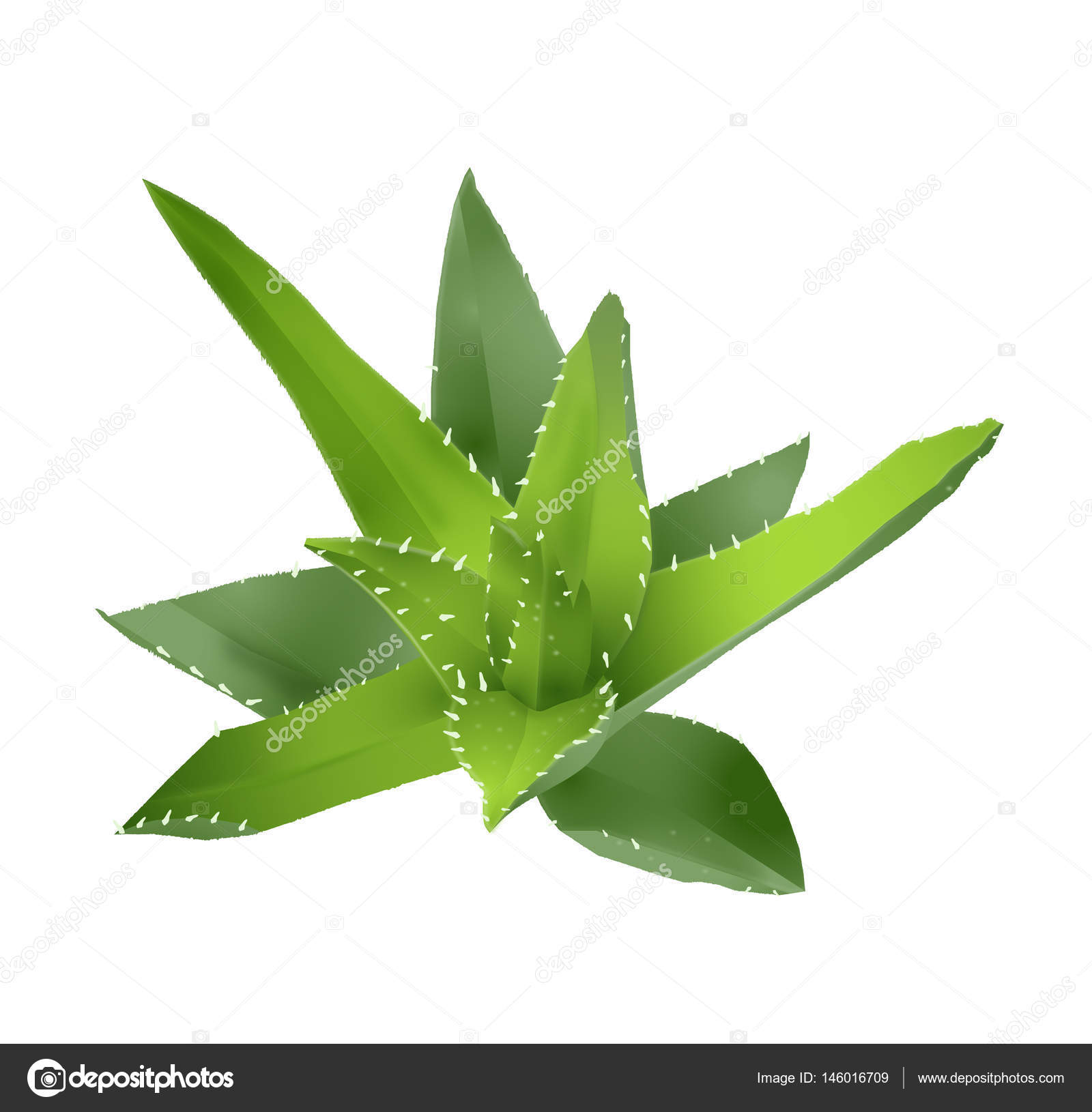 Aloe Vera Drawing at GetDrawings | Free download