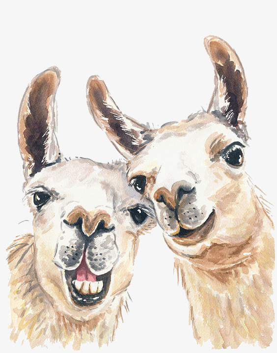 Alpaca Drawing at GetDrawings Free download