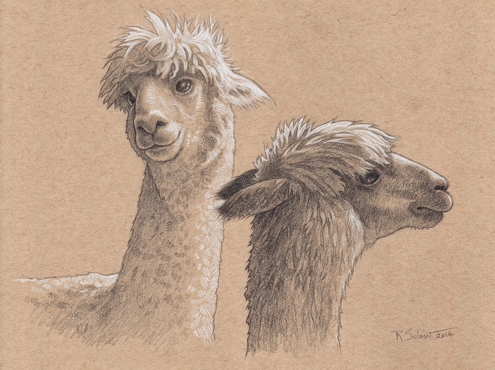 Alpaca Drawing at GetDrawings Free download