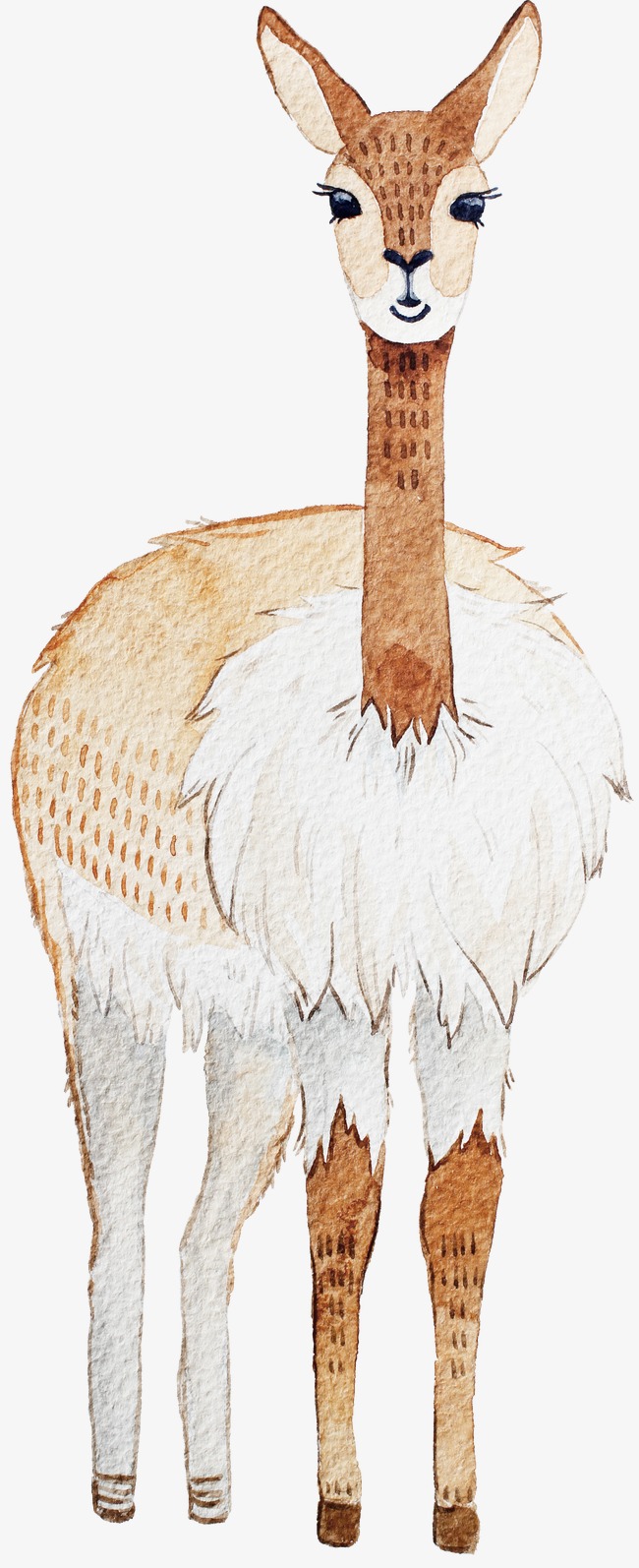 Alpaca Drawing Free at GetDrawings Free download