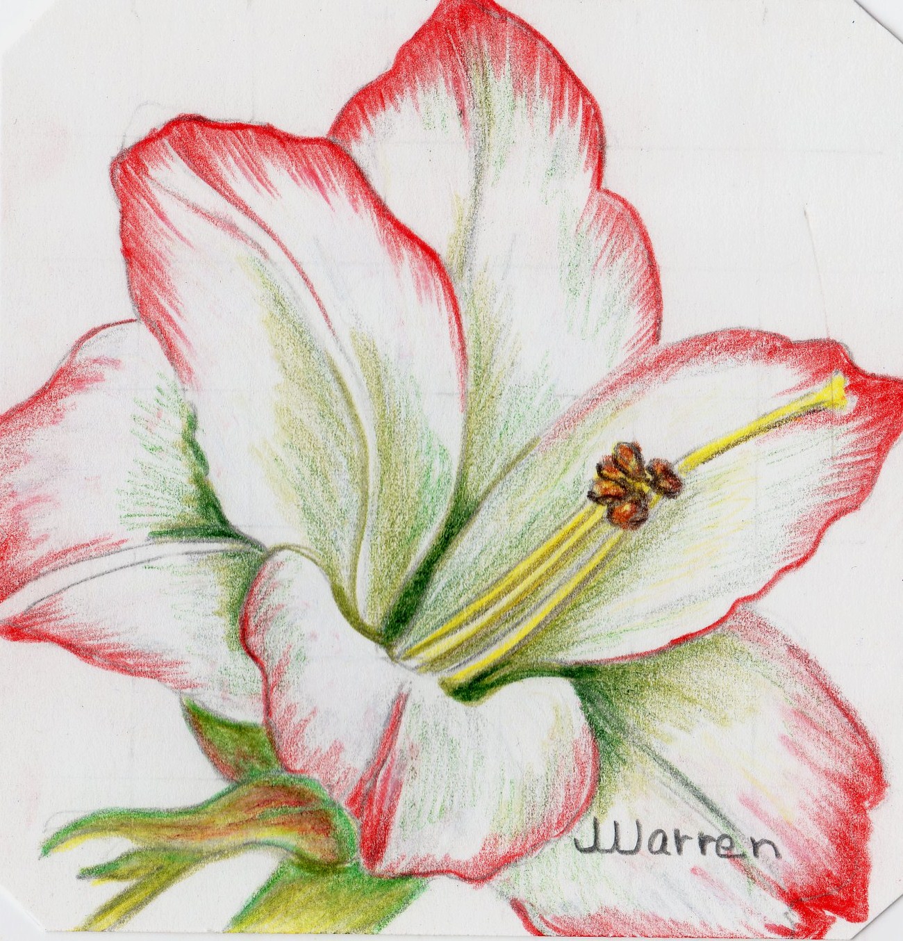 Amaryllis Flower Drawing at GetDrawings Free download