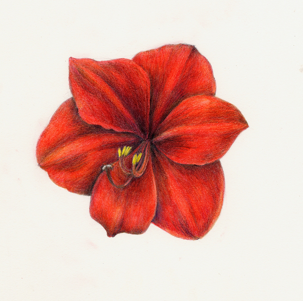 Amaryllis Flower Drawing at GetDrawings Free download