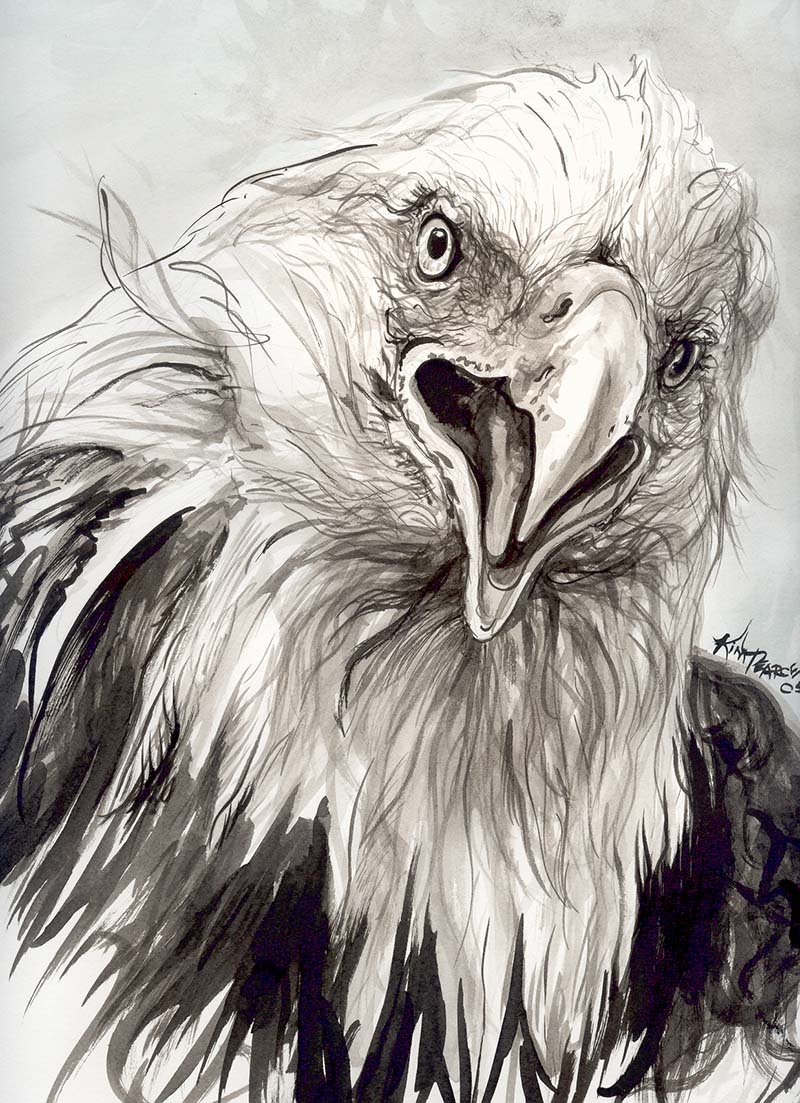 American Bald Eagle Drawing at GetDrawings Free download