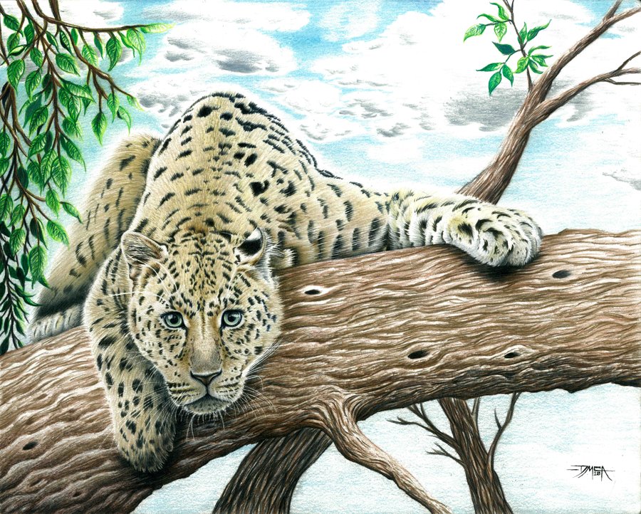 Amur Leopard Drawing at GetDrawings | Free download
