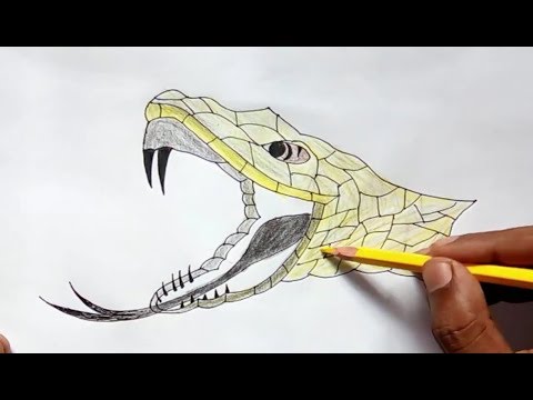 Anaconda Drawing at GetDrawings | Free download