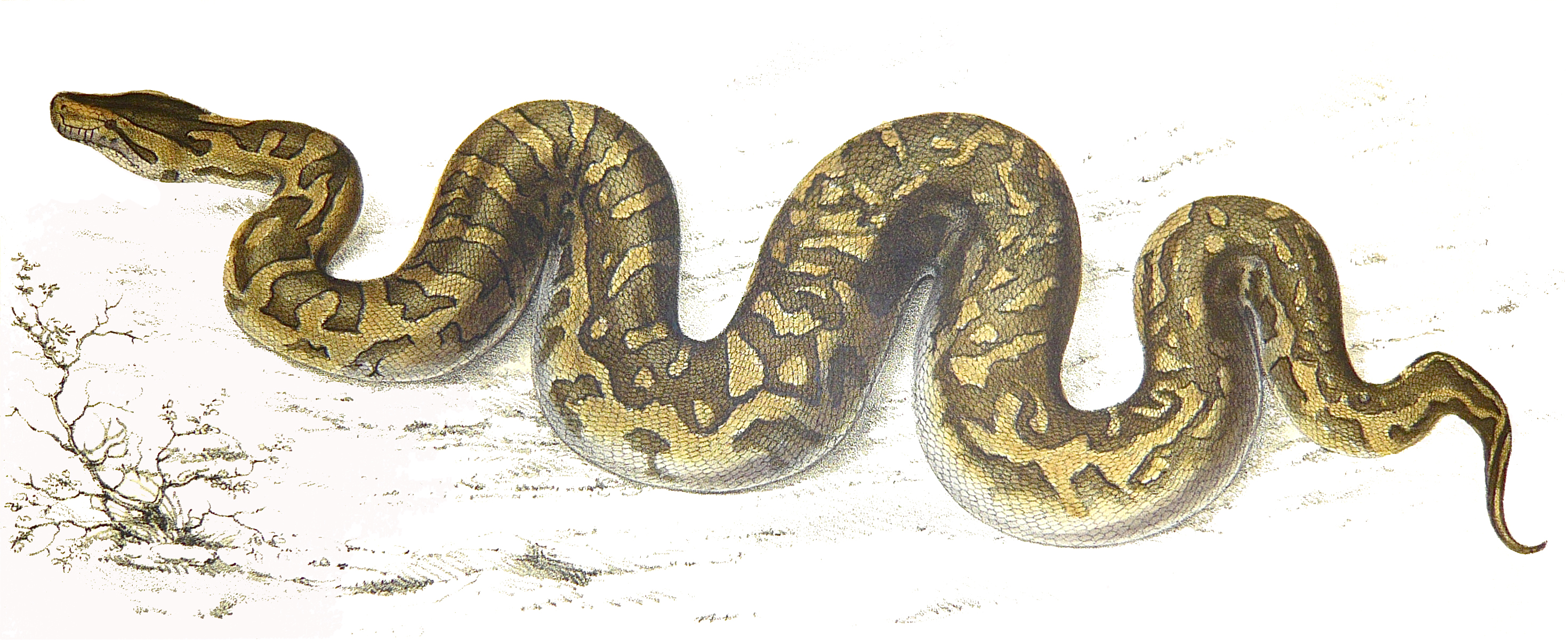 Anaconda Snake Drawing at GetDrawings Free download