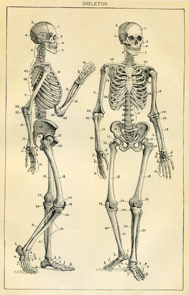 Human Bone Anatomy Chart / Body Scientific International Post It