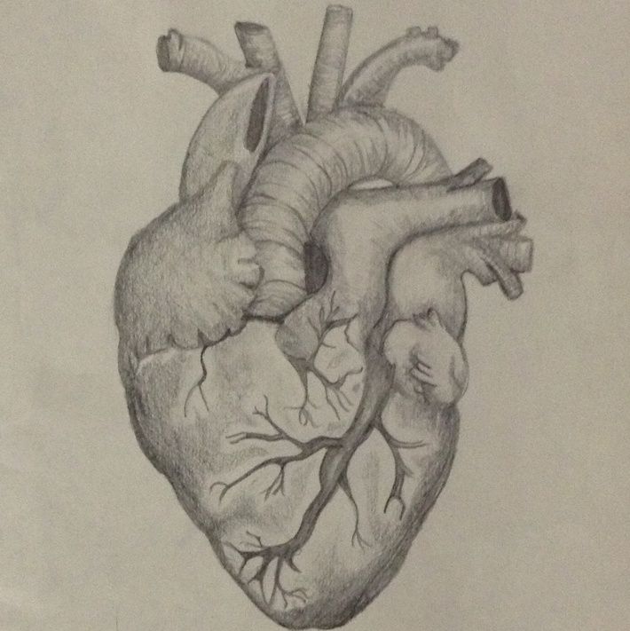 anatomically correct heart drawing