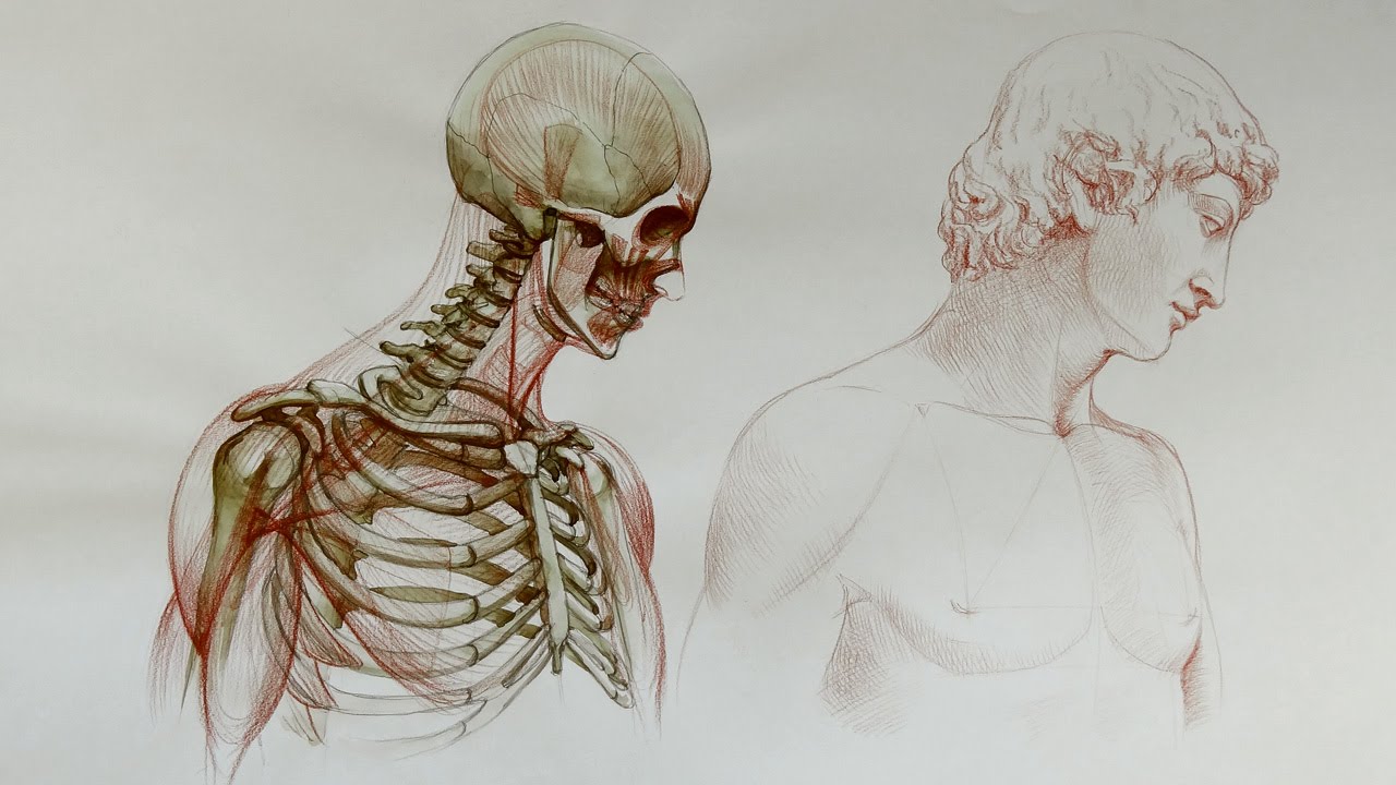 cool anatomy drawings