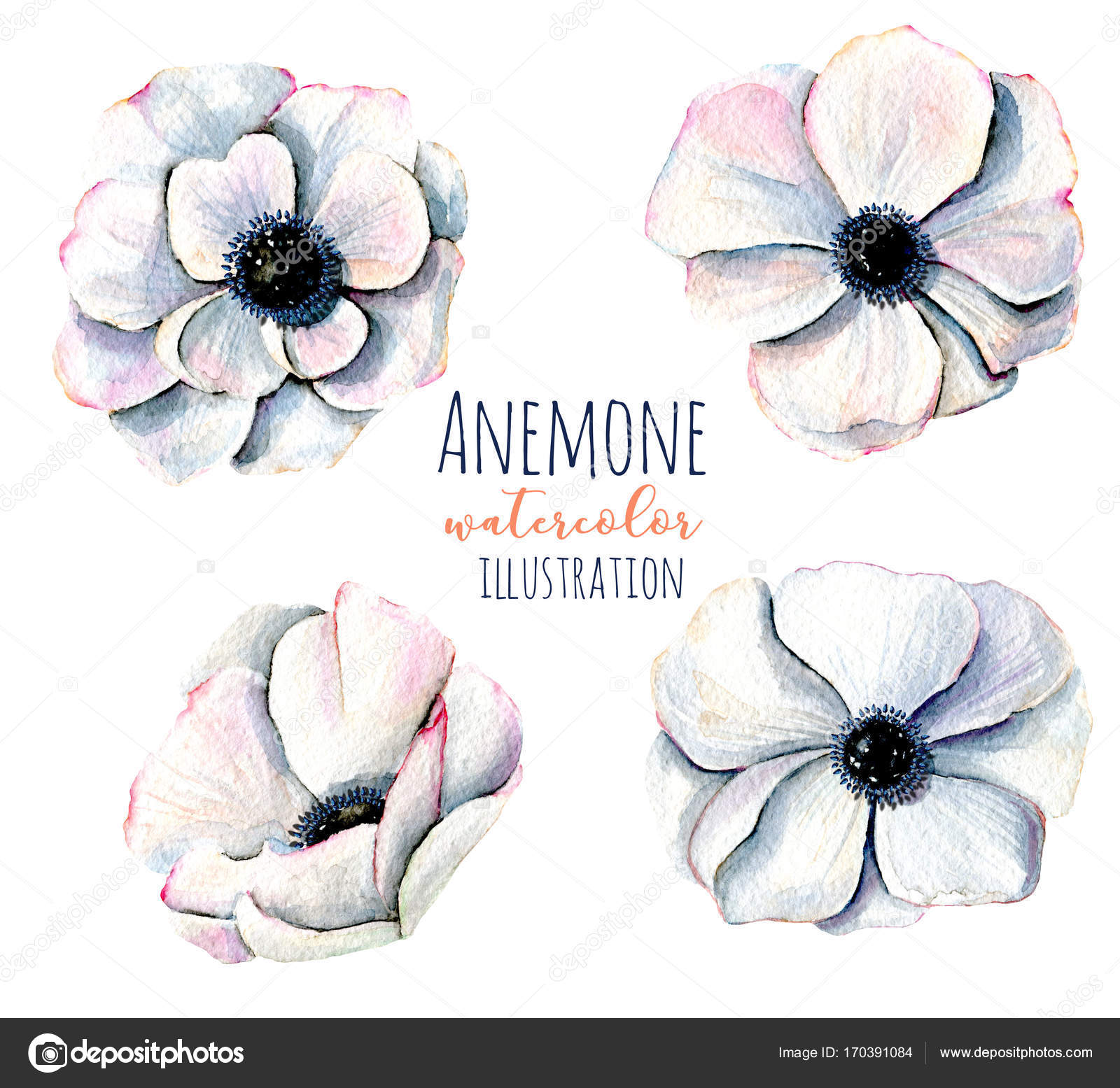 Anemone Flower Drawing at GetDrawings Free download