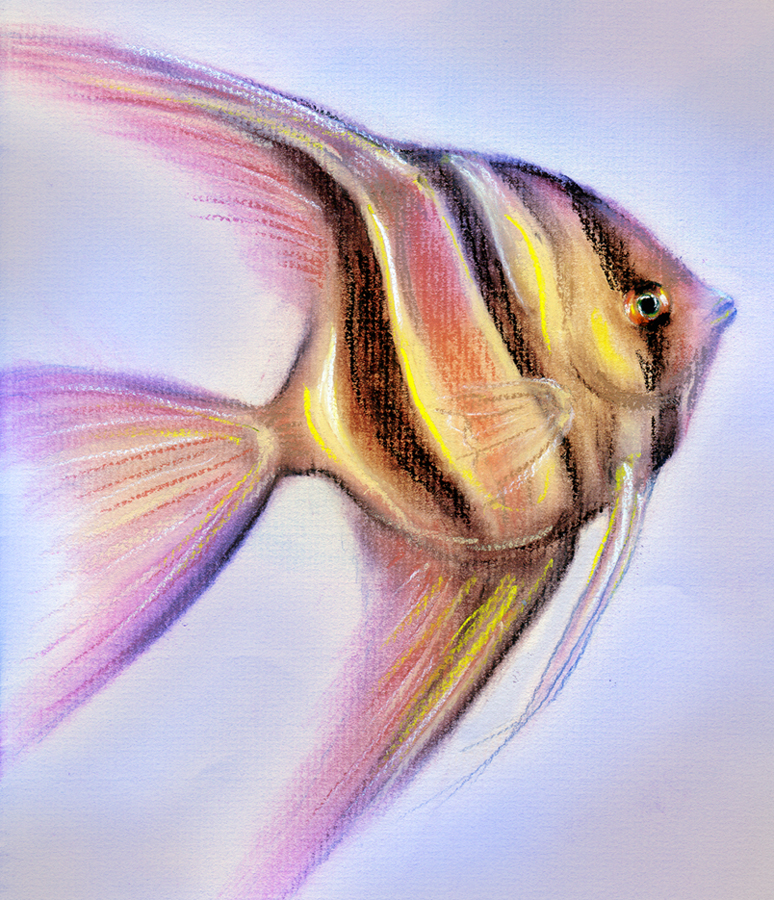 Angel Fish Drawing at GetDrawings Free download
