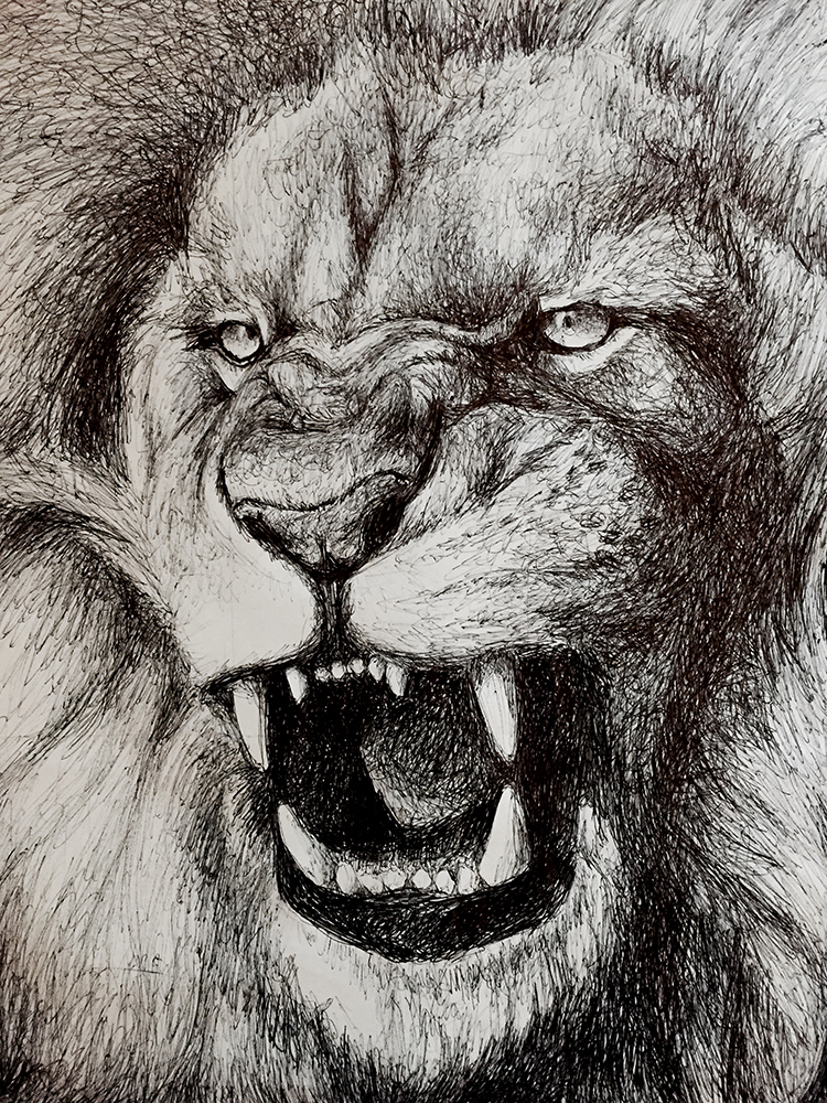 Angry Lion Drawing at GetDrawings Free download
