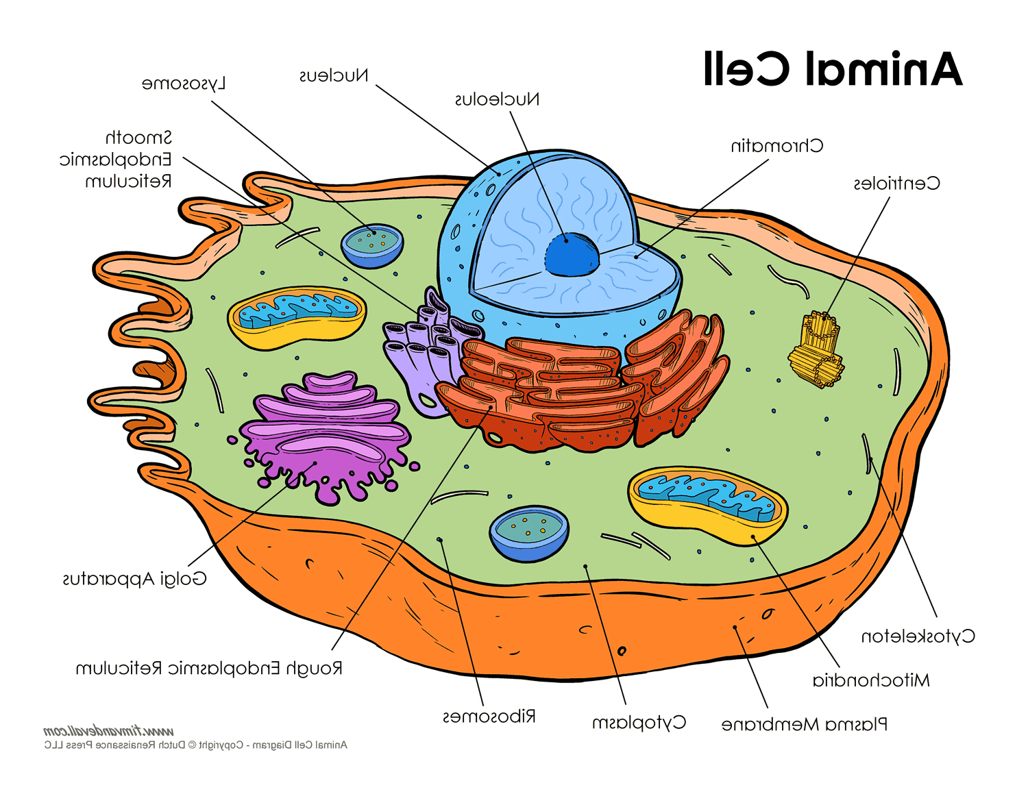 Animal Cell Drawing at GetDrawings | Free download