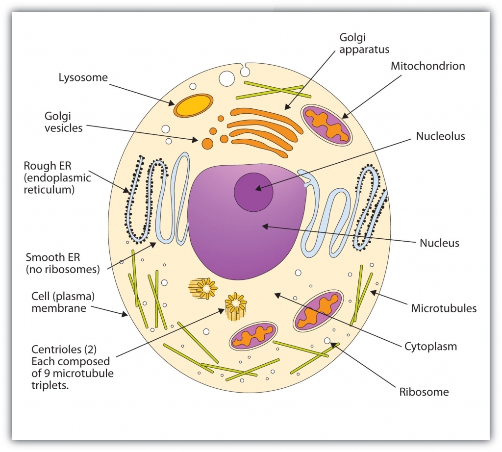 Animal Cell Labeled DrBeckmann