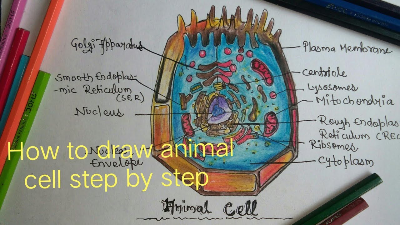 Animal Cell Drawing At GetDrawings Free Download