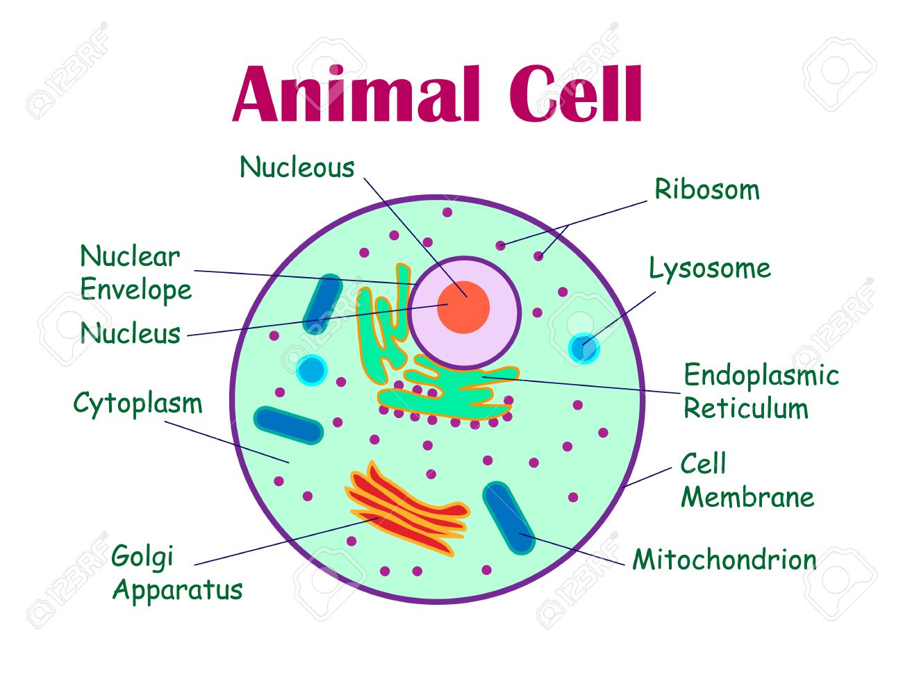 Animal Cells Drawing at GetDrawings Free download