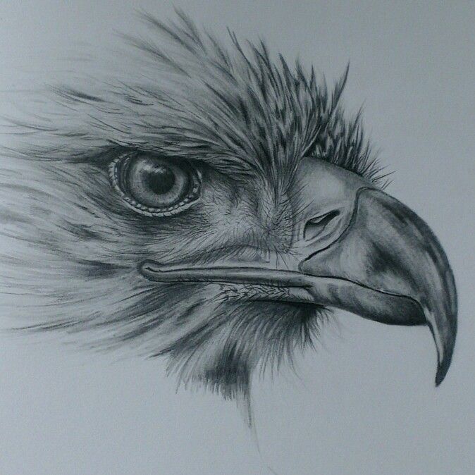 animal pencil sketch drawing