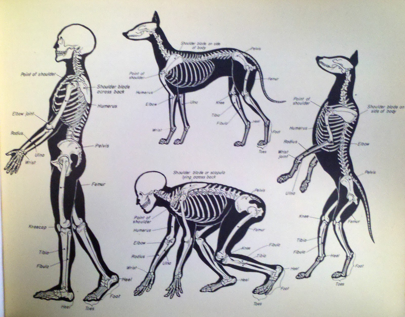 Animal Skeleton Drawing at GetDrawings Free download