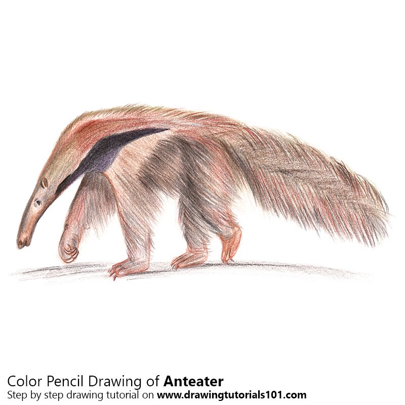 Amazing How To Draw An Anteater of all time Don t miss out 