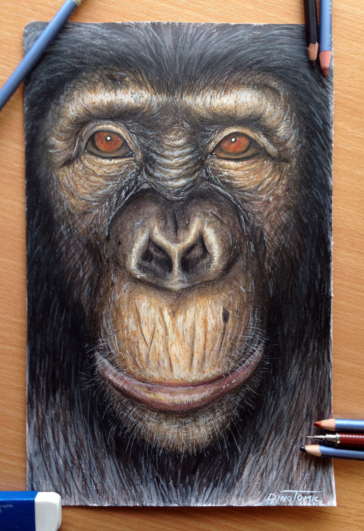 Ape Drawing at GetDrawings Free download