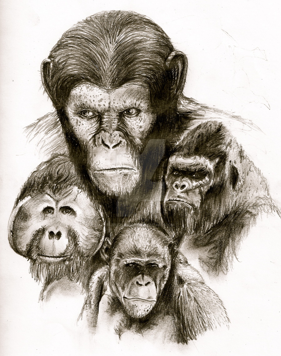 Ape Drawing at GetDrawings Free download