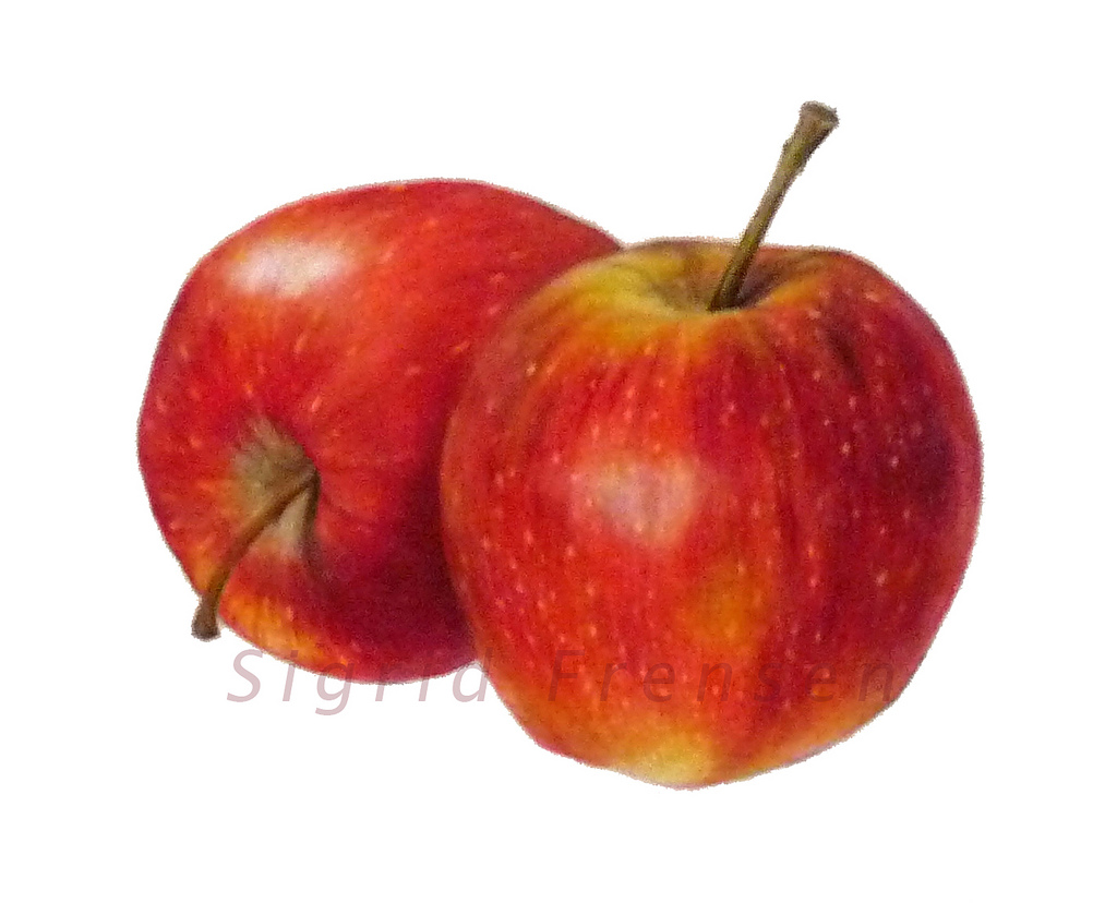 Apples Drawing At Getdrawings Free Download