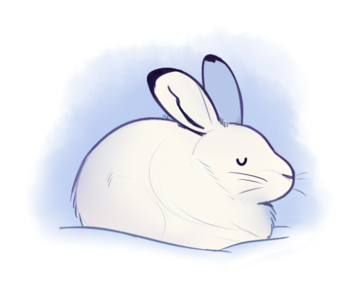 How To Draw An Arctic Hare - vrogue.co