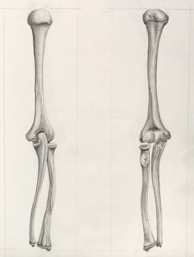 Arm Bones Drawing at GetDrawings Free download