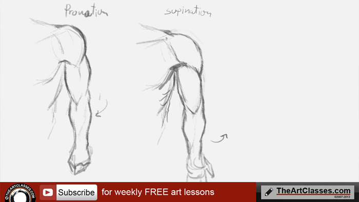 Arm Muscle Drawing at GetDrawings | Free download