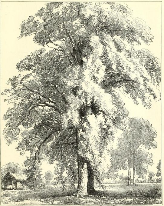 Ash Tree Drawing at GetDrawings Free download