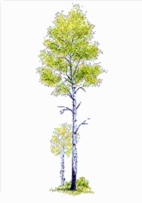 Fall Aspen Tree Drawing - canvas-insight