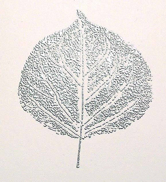 Aspen Leaf Drawing at GetDrawings Free download