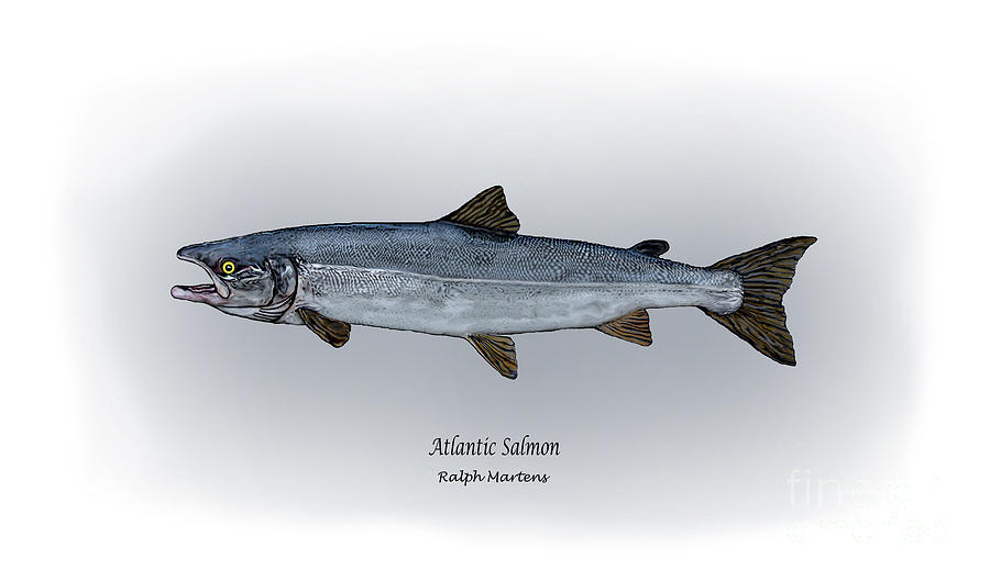 Atlantic Salmon Drawing At Getdrawings 