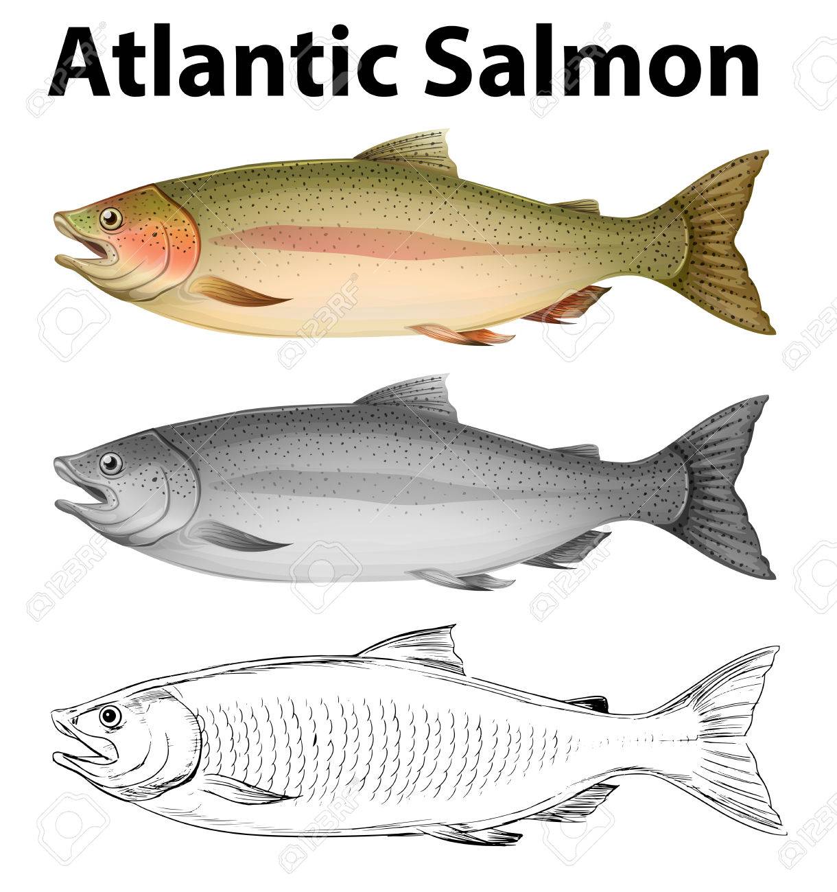 Atlantic Salmon Drawing at GetDrawings Free download