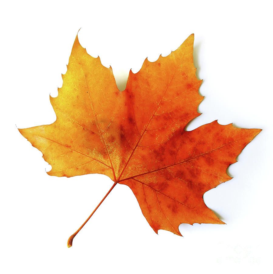 Autumn Leaf Drawing at GetDrawings Free download