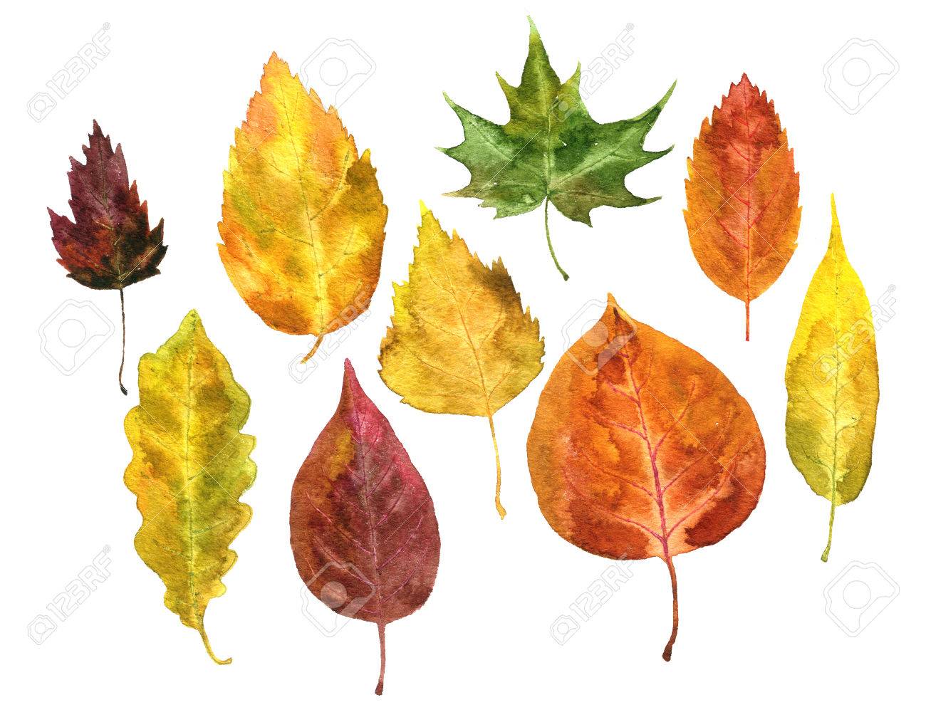 Акварельные осенние листья на белом фоне