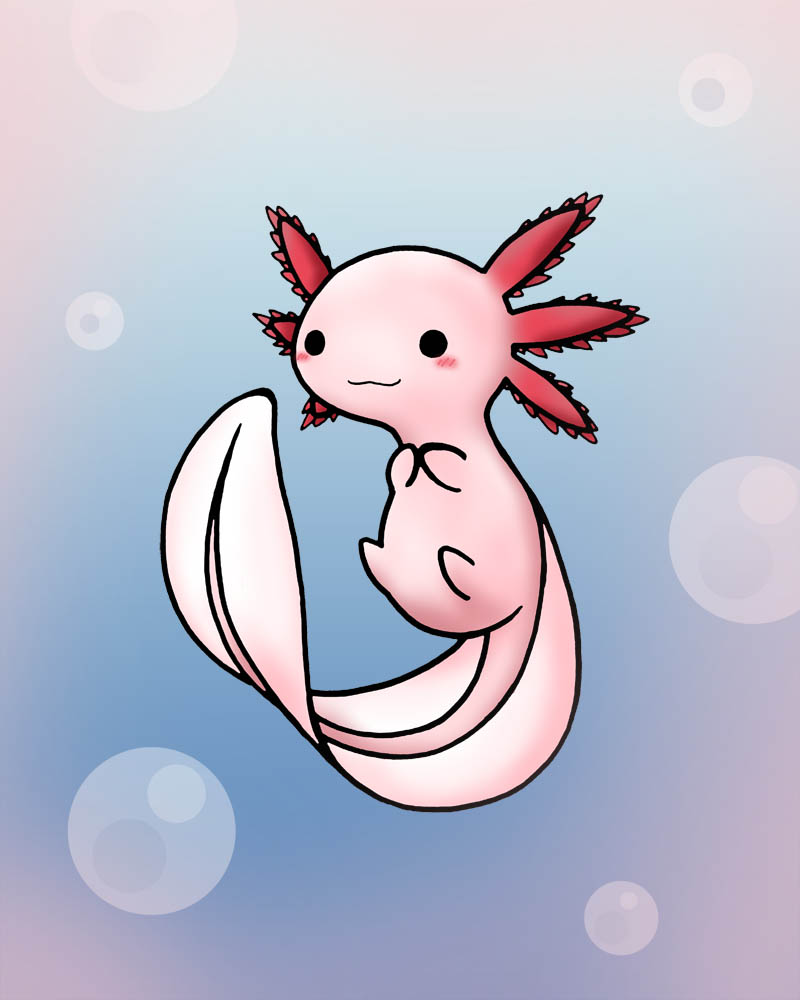 Axolotl Drawing at GetDrawings Free download