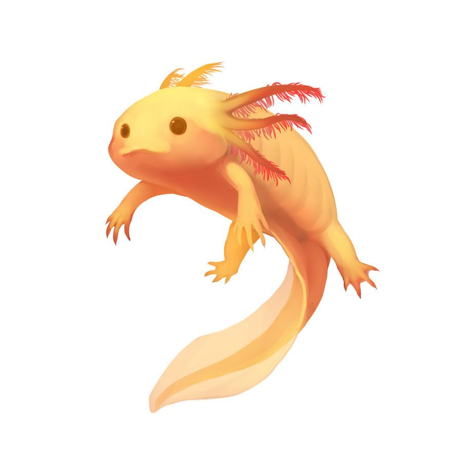 The best free Axolotl drawing images. Download from 55 free drawings of