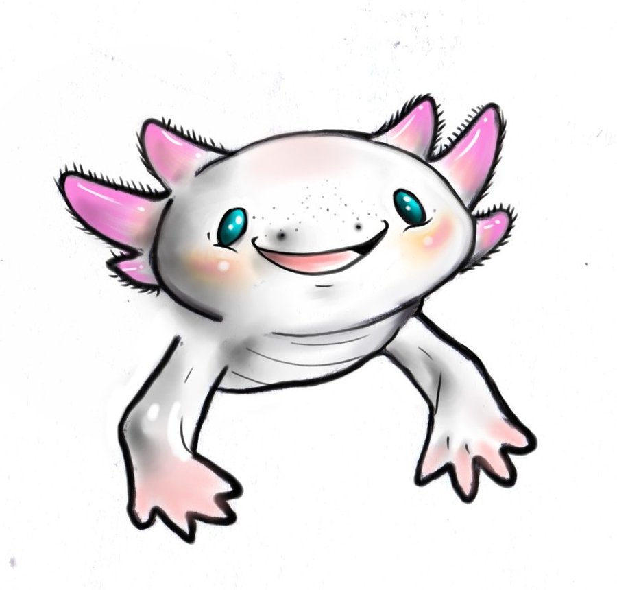 Easy Cartoon Axolotl Drawing / Cute Cartoon Axolotl Cute Cute Drawings