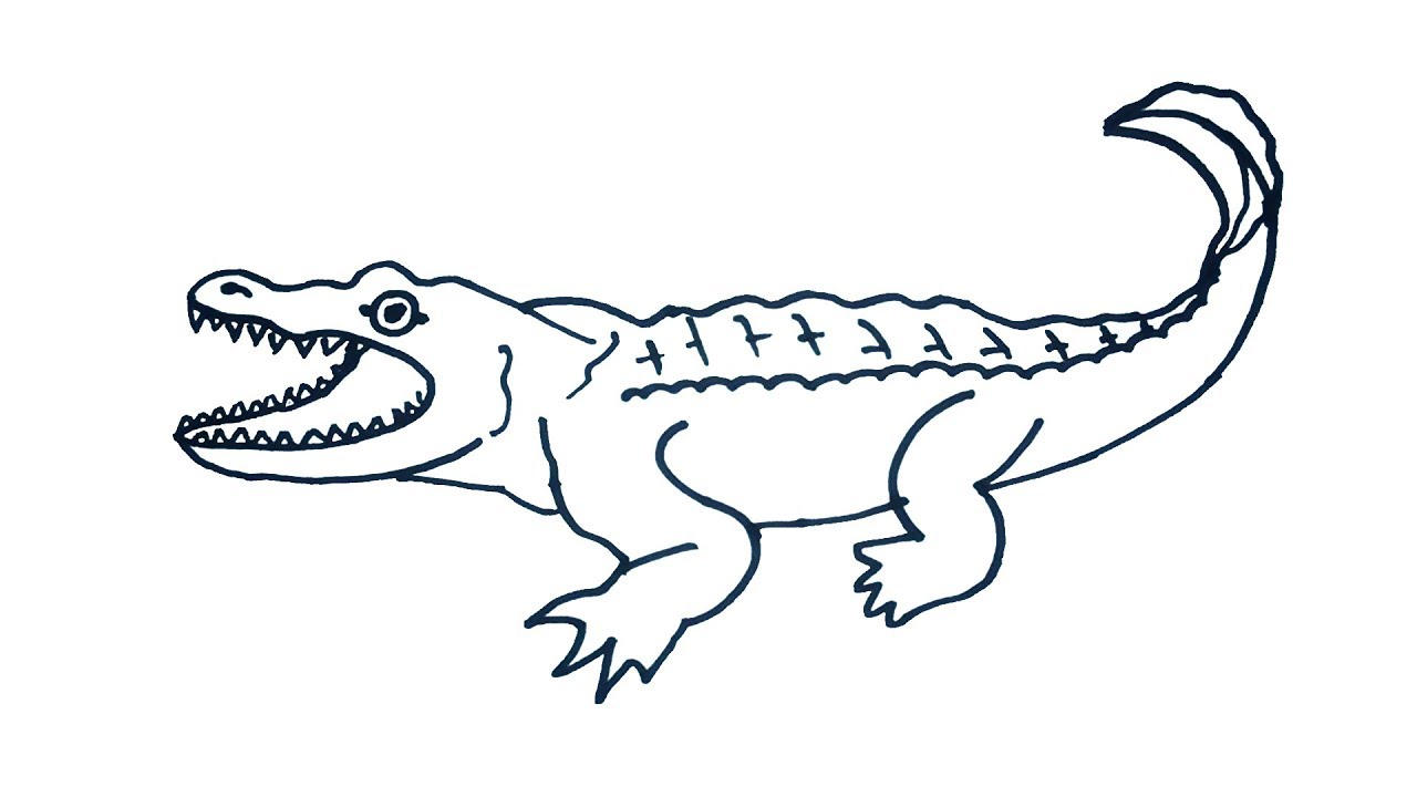 Baby Crocodile Drawing At GetDrawings | Free Download