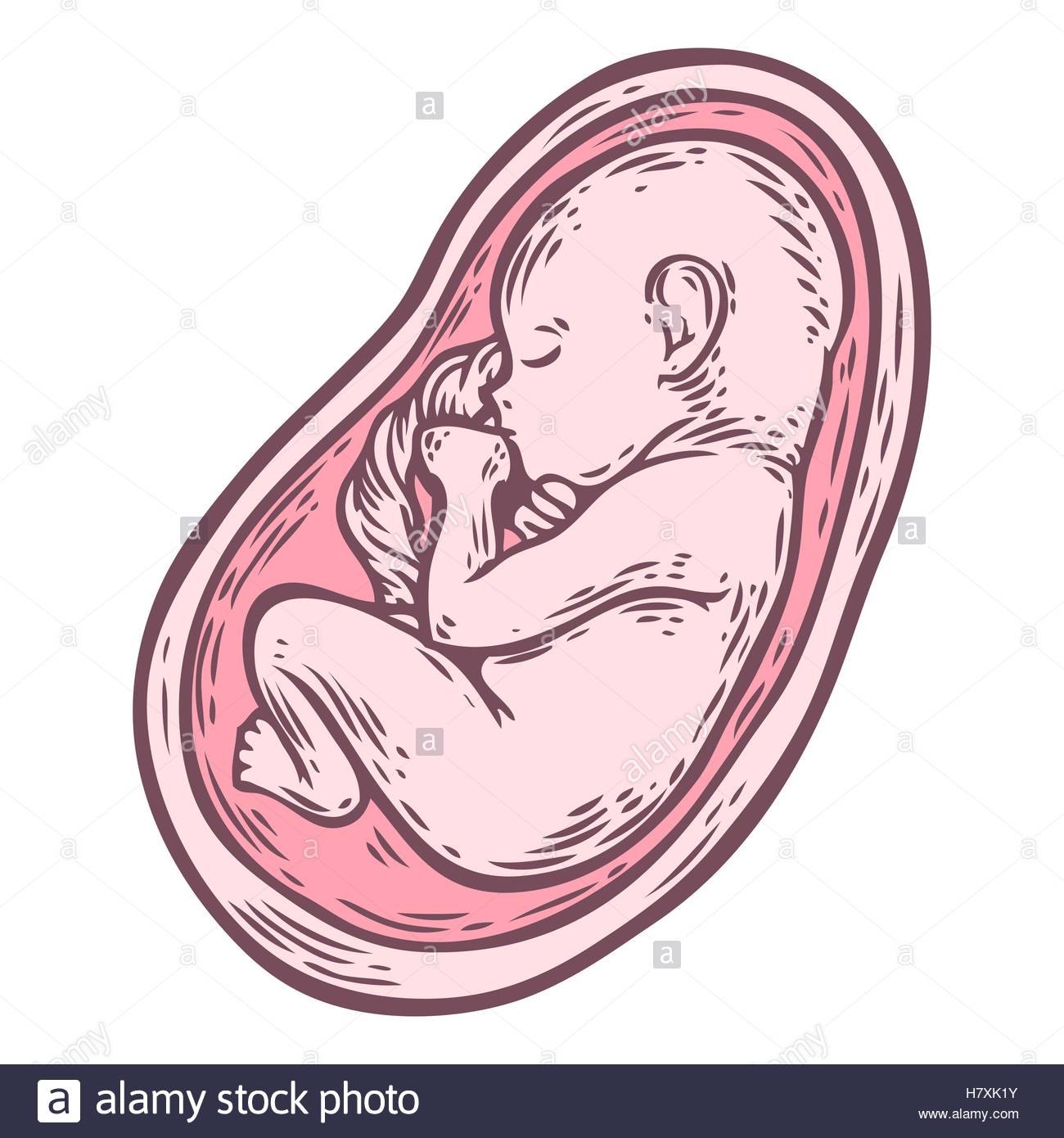 Baby In Womb Drawing at GetDrawings Free download