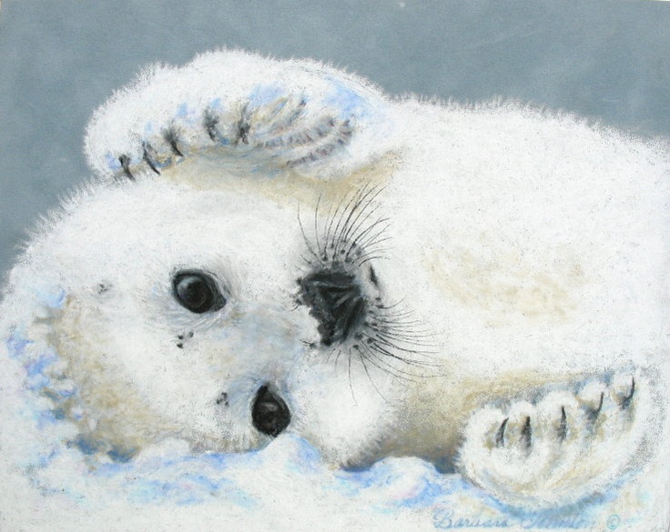 Baby Seal Drawing at GetDrawings | Free download