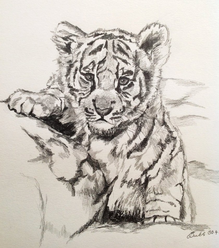 Baby Tiger Drawing At Getdrawings Free Download