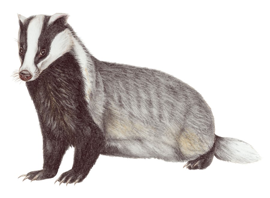 Badger Drawing at GetDrawings Free download