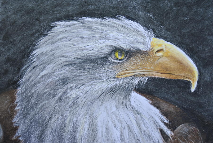 Bald Eagle Drawing at GetDrawings.com | Free for personal use Bald