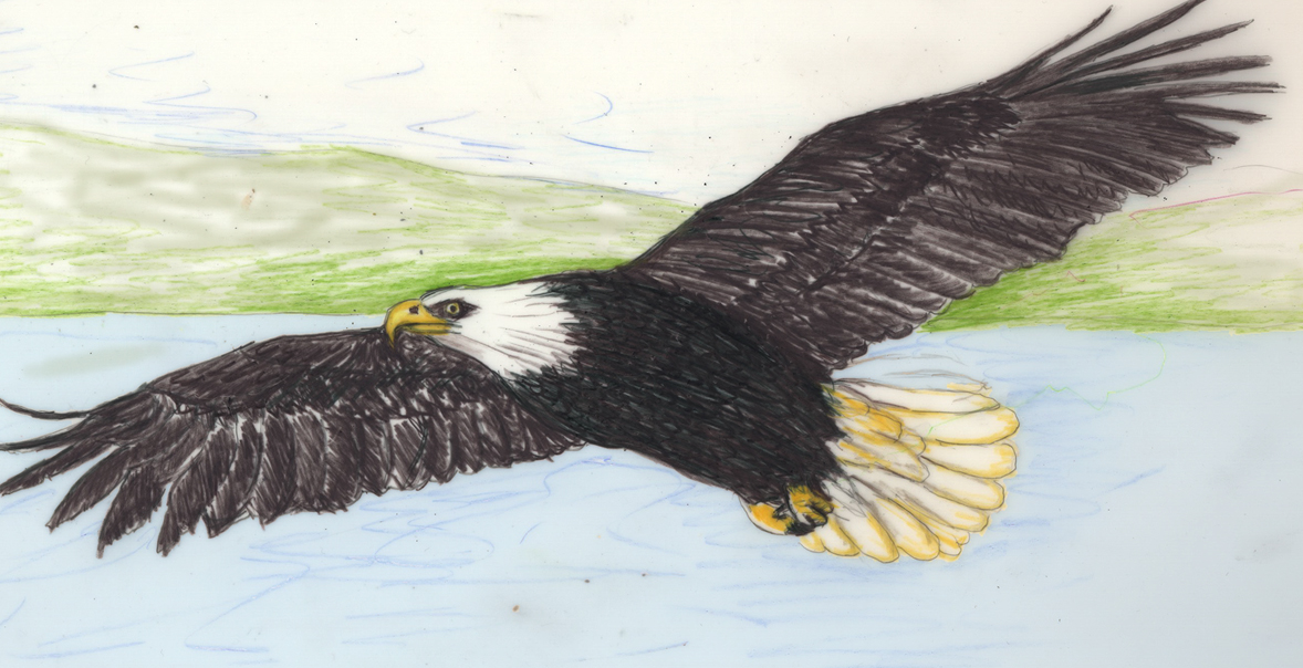 Top How To Draw A Bald Eagle Flying of all time Learn more here 